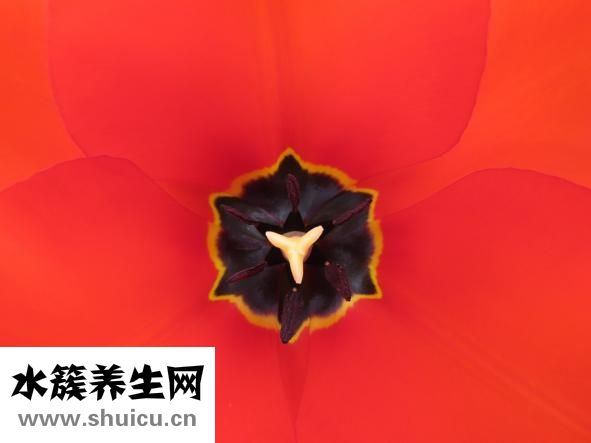 花城是哪里