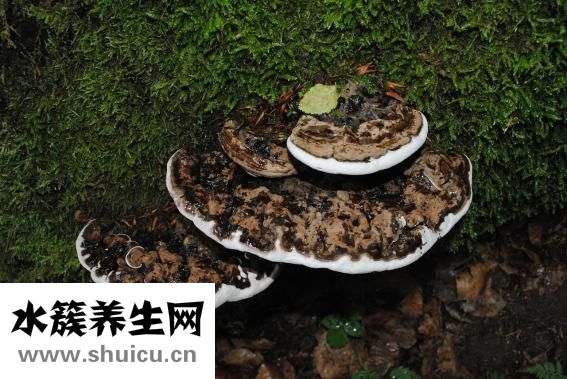朵蔓絲怎么樣