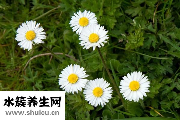 華佗膏怎么樣