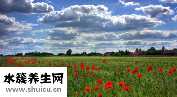 花城是哪里