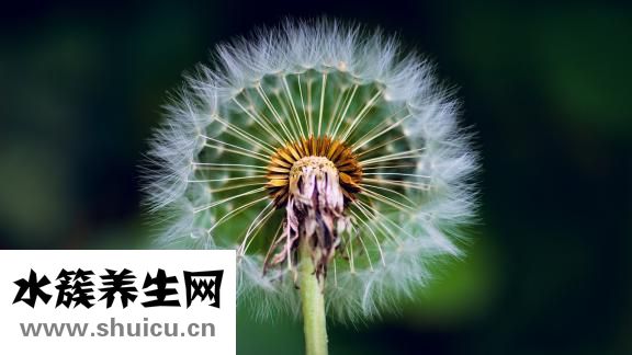 豬鼻貼怎么樣