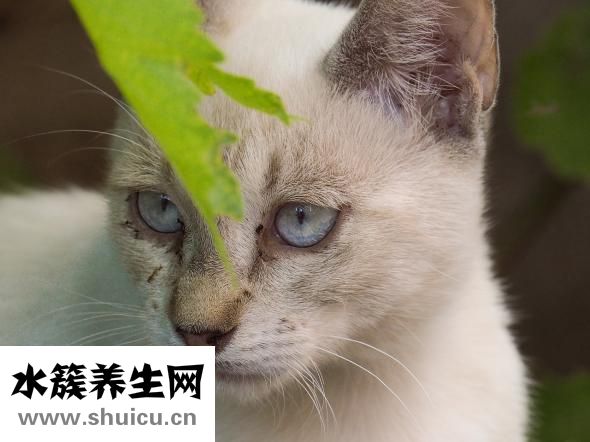 什么叫丹鳳眼