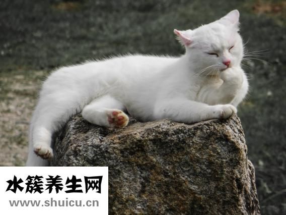 唐宮燕怎么樣