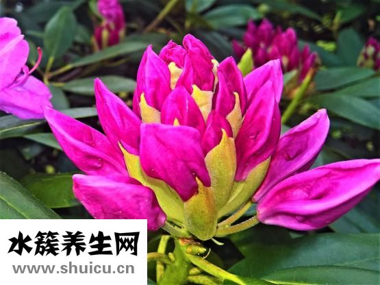 產后惡露多久
