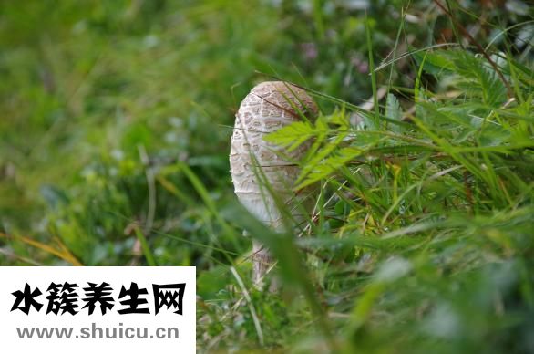 安敏諾怎么樣