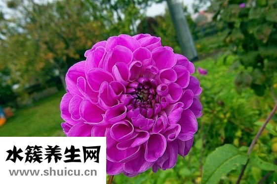 合歡花什么時候開