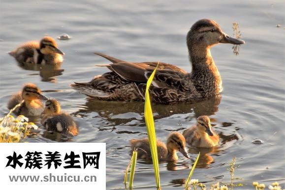 鴨子是什么