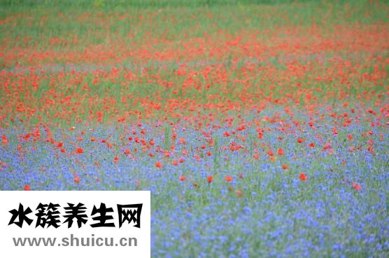 輝雷怎么樣