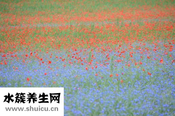 輝雷怎么樣