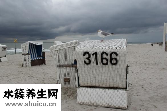 派爾特怎么樣