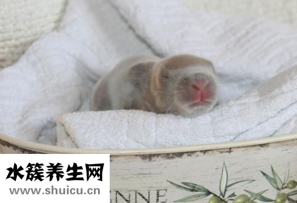 諾啊怎么樣