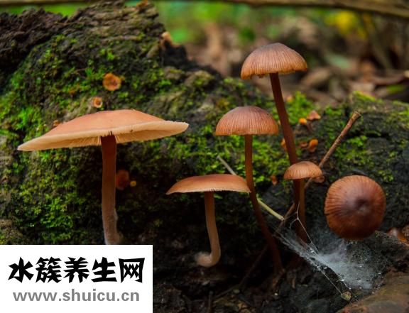 安敏諾怎么樣