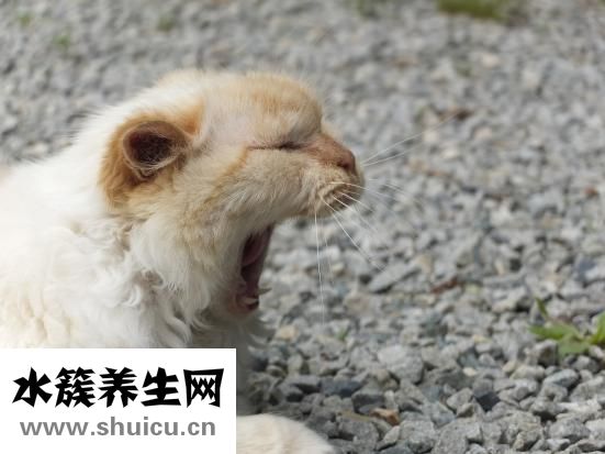 唐宮燕怎么樣