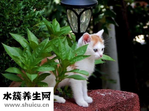 怎么樣開光