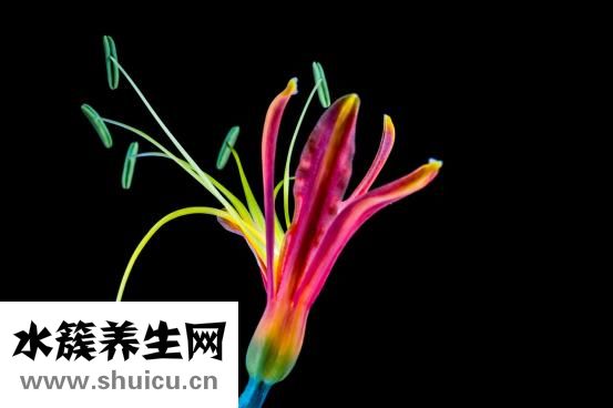 產后惡露多久