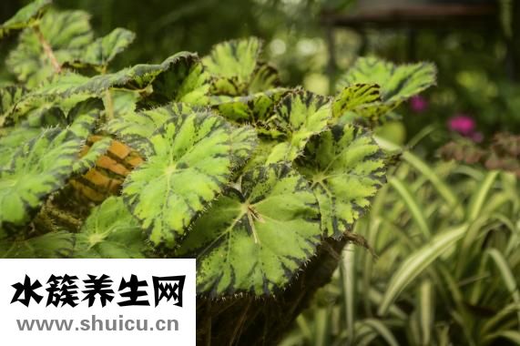 什么是被子植物