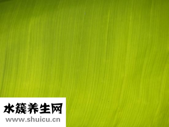 曼都發型怎么樣
