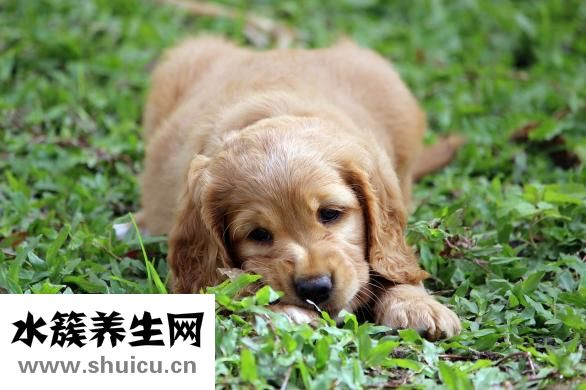牛虻是什么