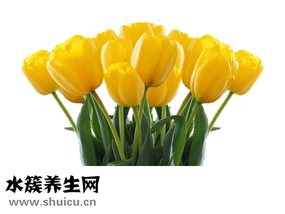 怎么扎花苞頭