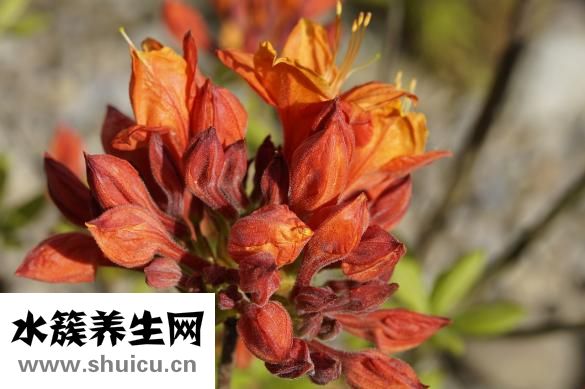 綠鬣蜥怎么養