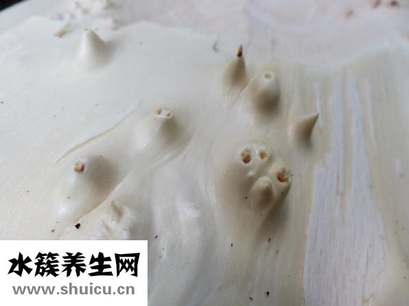 如何剝石榴