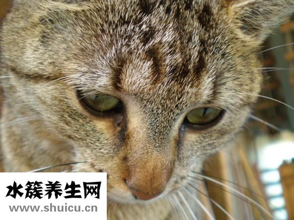 綠鬣蜥怎么養