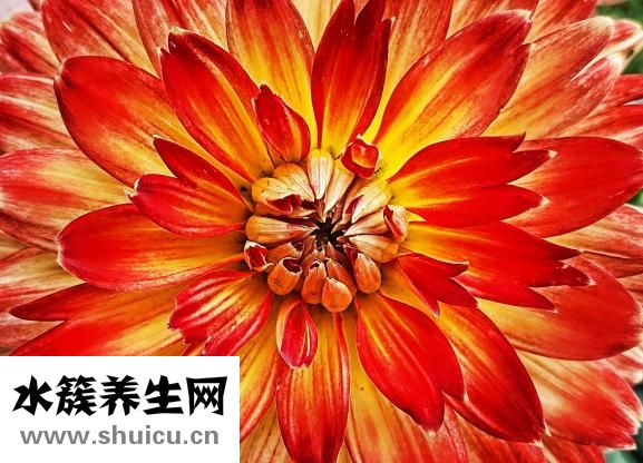 怎么樣煮雞蛋