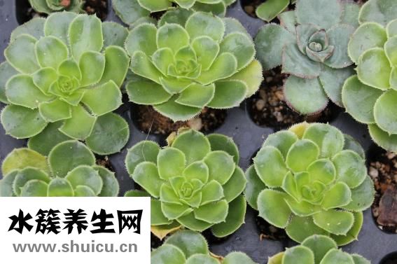 仙竹怎么樣