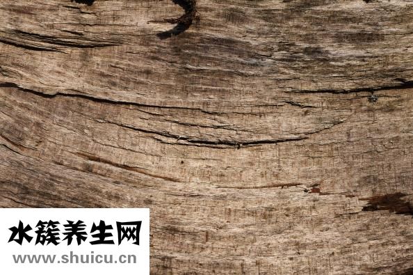 蛤蠣油怎么樣