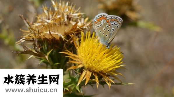什么是合歡花