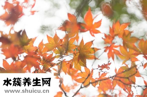 楓葉代表什么
