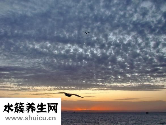 基迪奧測序怎么樣