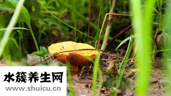 豆撈是什么