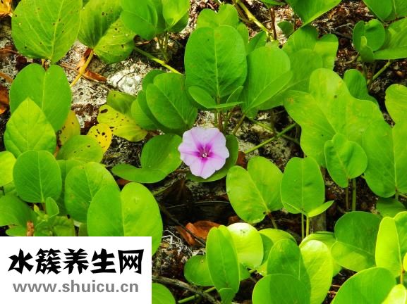 產后多久可以喝雞湯