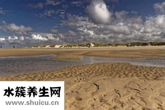 丹桂茶怎么樣