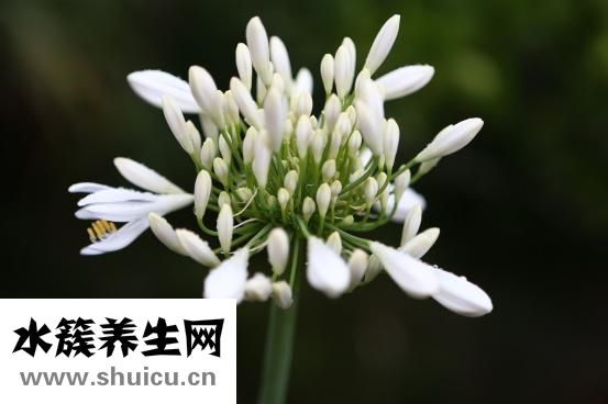 虎皮魚吃什么
