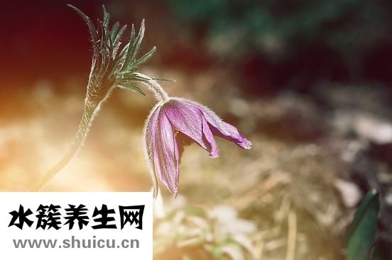 俏俏紅怎么樣