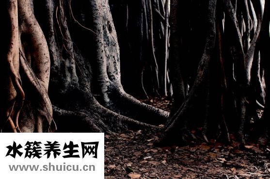羅京什么病