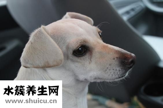 寵物兔怎么養