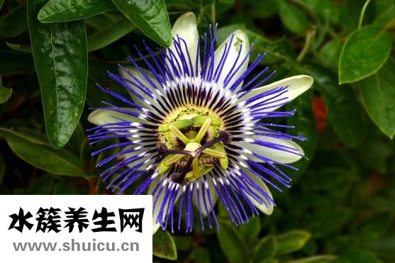 俏俏紅怎么樣