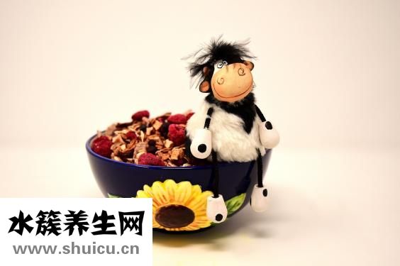 圣奇樂娃娃怎么樣