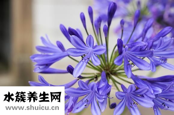 俏俏紅怎么樣