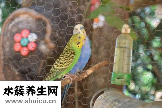 怎么樣養鸚鵡