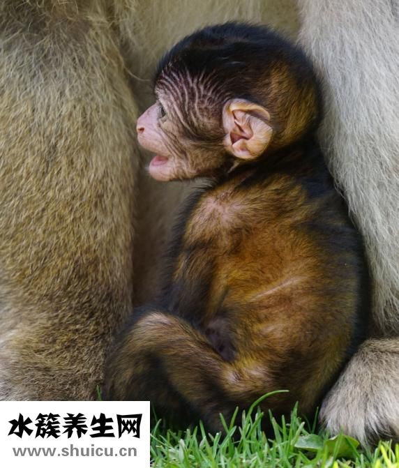 嬰兒奶粉怎么沖