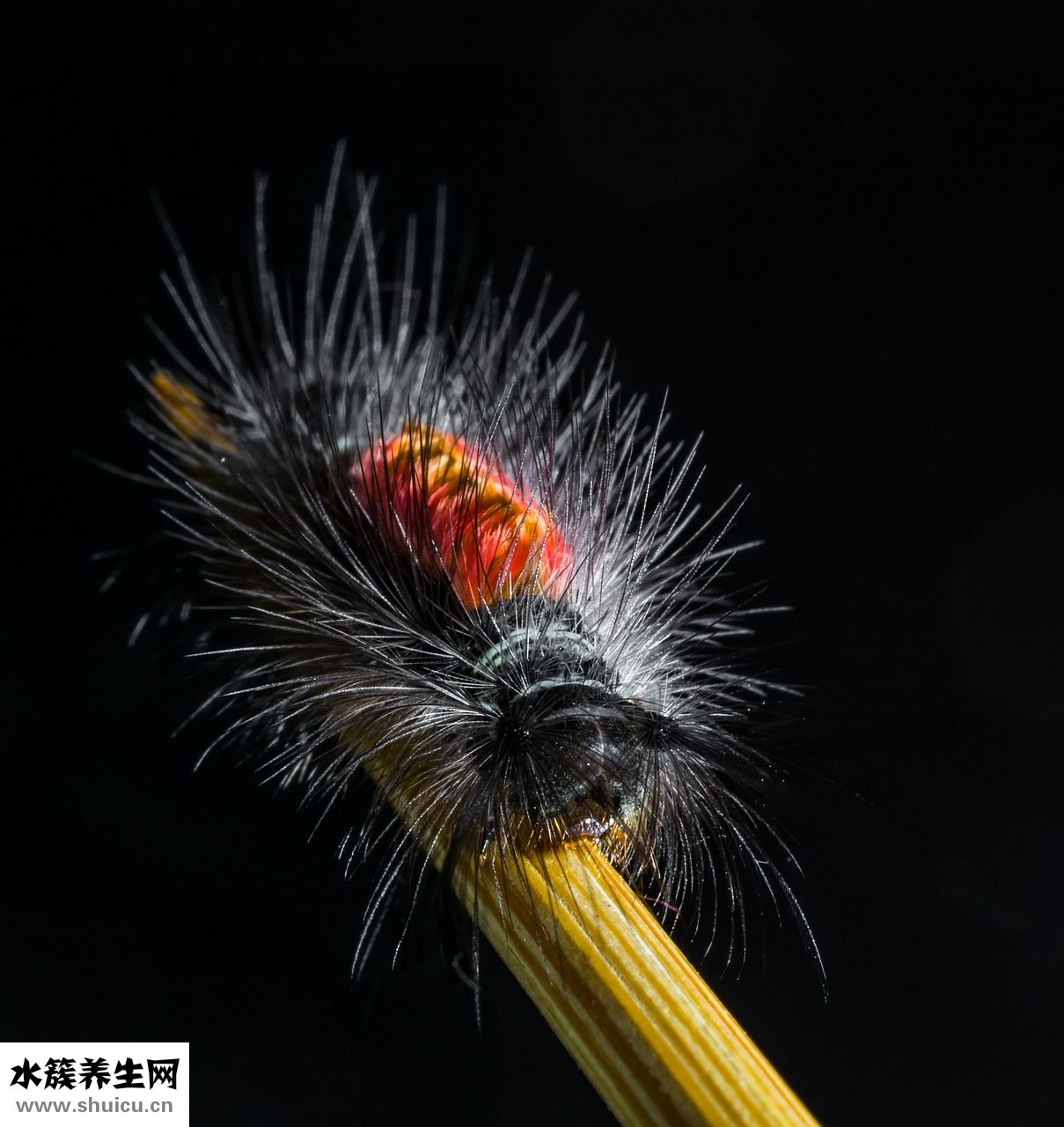 怎么樣蒸河粉