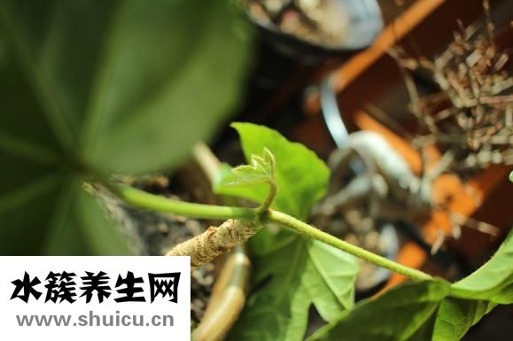羅京什么病