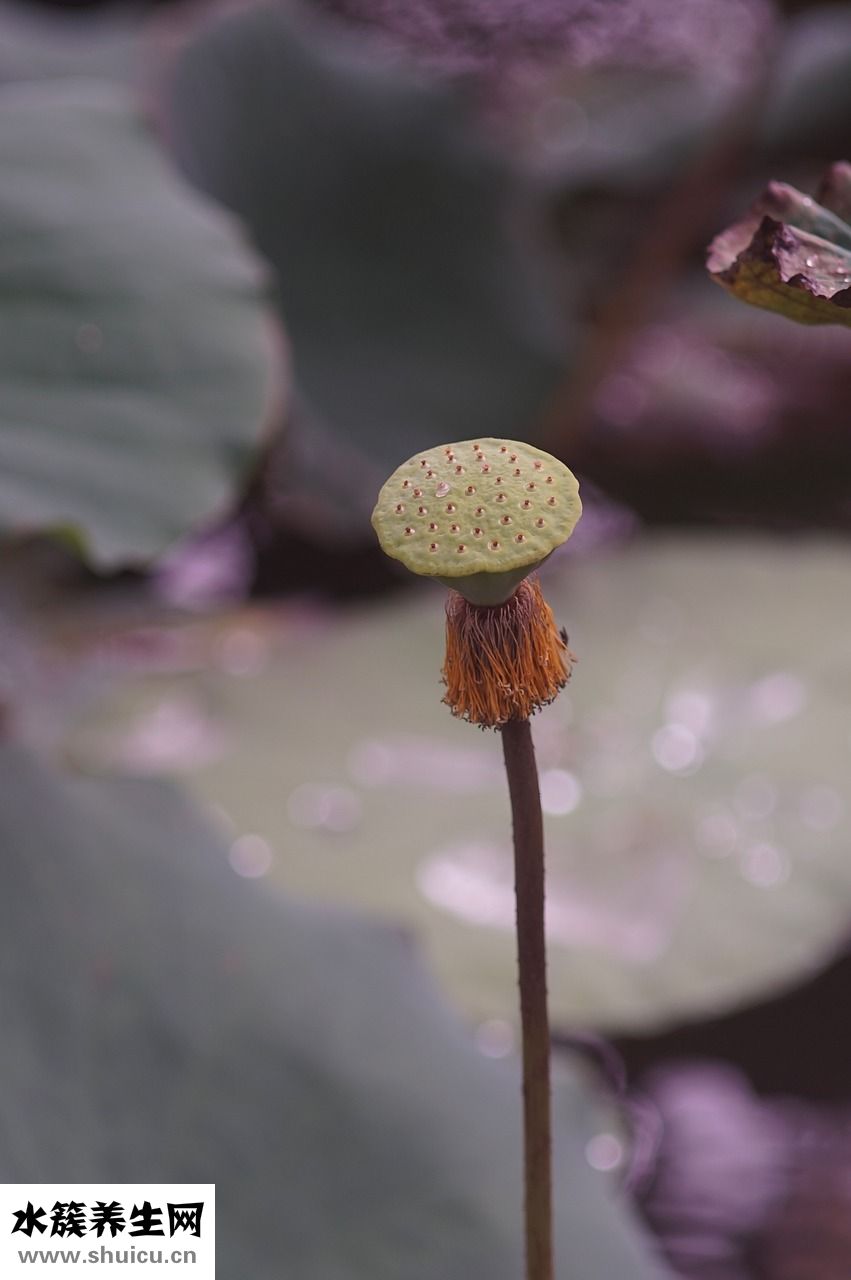 金環蛇怎么樣
