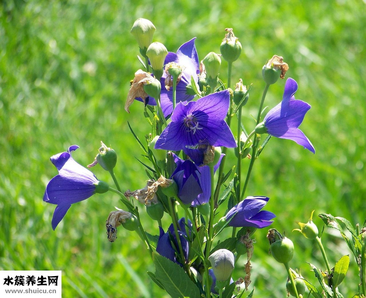 男生頭發厚怎么辦