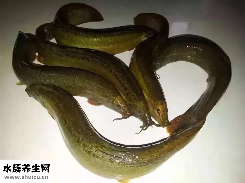 泥鰍粉怎么吃