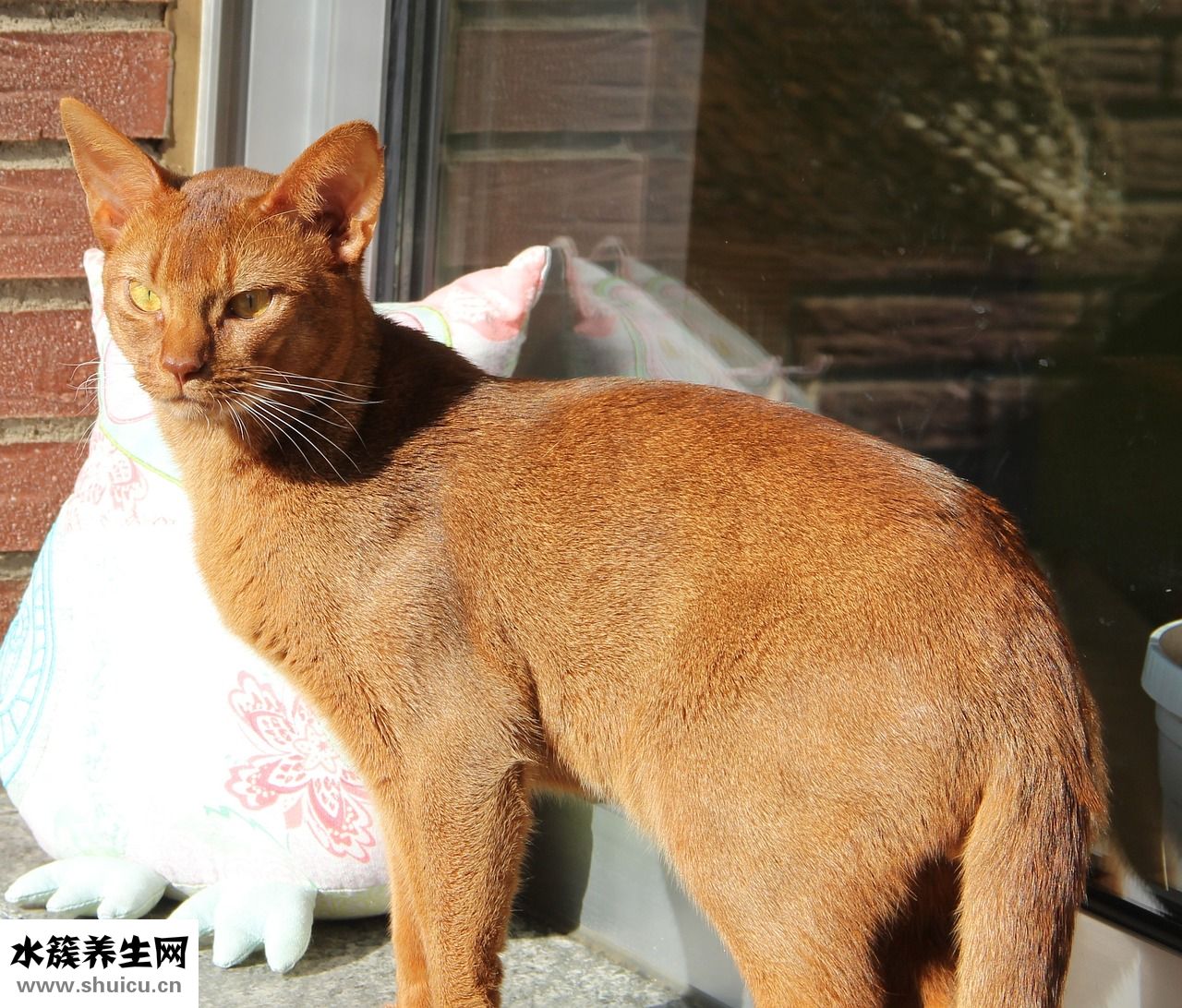 自己怎么染頭發